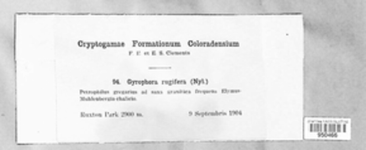 Gyrophora rugifera image